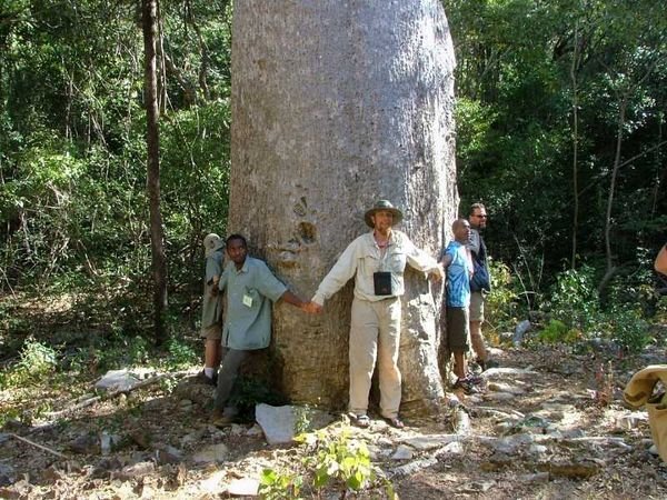 BIG Tree in N. Madagascar