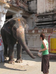 Siendo bendecidos por el elefante a la entrada de un Templo. La llave para esta bendicion: Rupias