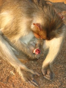 Un mico con el pipi hehco pedazos!! Literal, esta a la mitad y en carne viva. Horror!