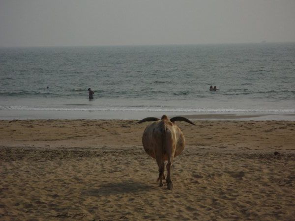 En la India hay vacas hasta en la playa!
