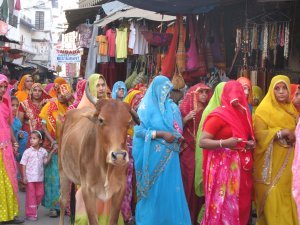 PDe lo mas bello de la India sus mujeres y sus vacas!