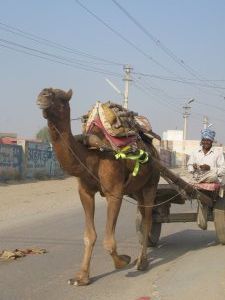 Nuestro primer carreta camello. Hay montones y estos camellos son enormes!!