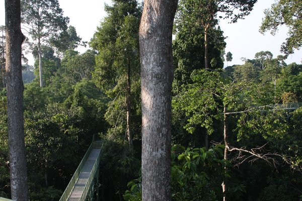 view from canopy walk