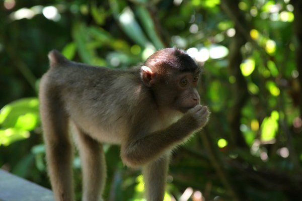 long tailed macaques
