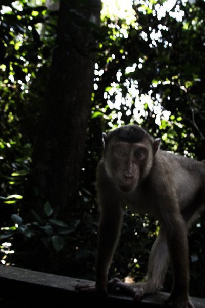cheeky monkey