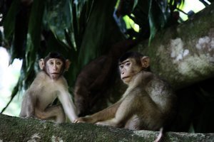 Long tailed macaques