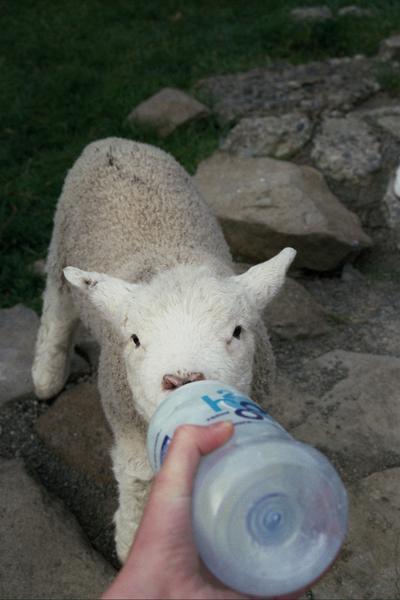 feeding baby lamb