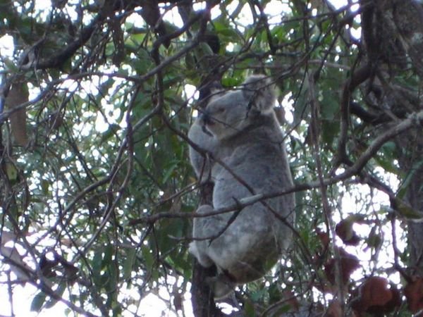 Koala! 