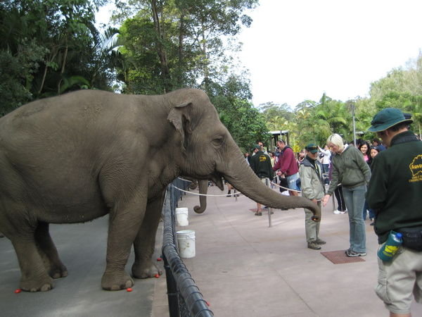 Amy feeding the elephant..