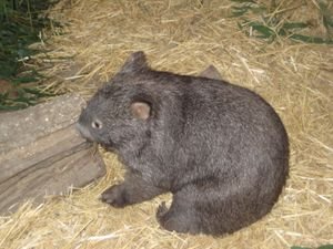 Cute Wombat! 