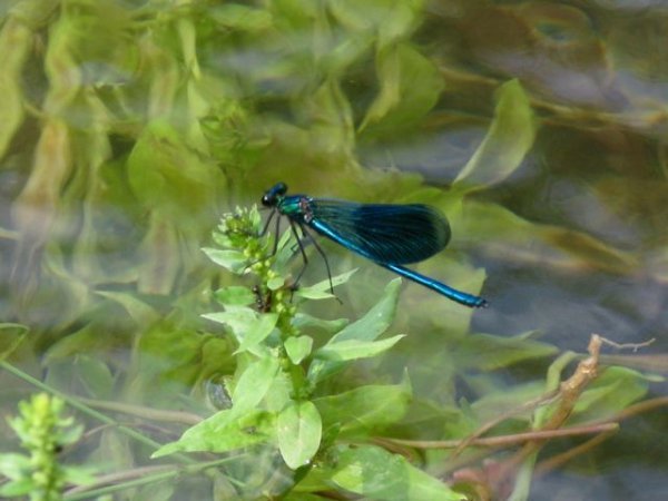 Slovenian dragonfly
