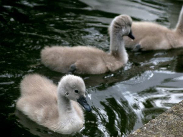 Baby swans in Dublin