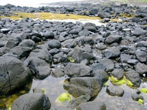 North coast tidepools