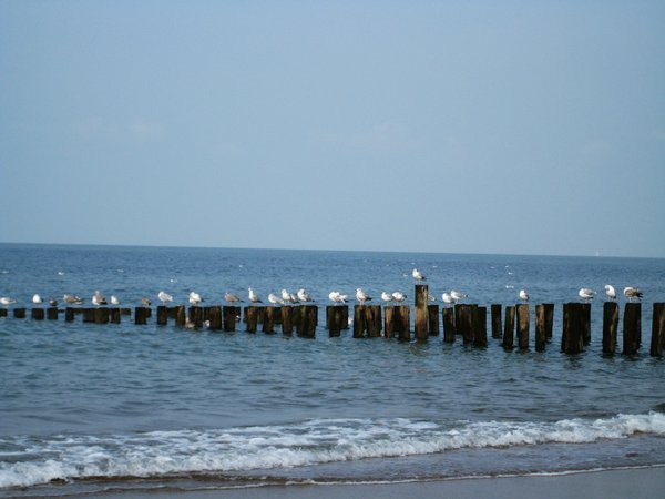 Sea Gulls. 