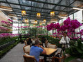 Orchid Conservatory at the Majestic Hotel