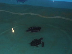 Turtles in the sea world