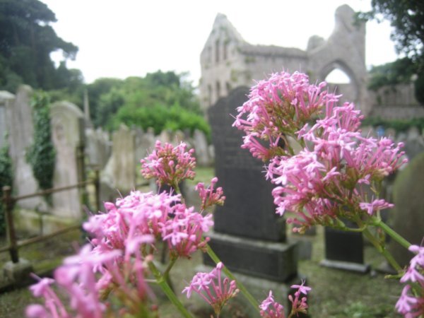 Grey Abbey Cemetery 4