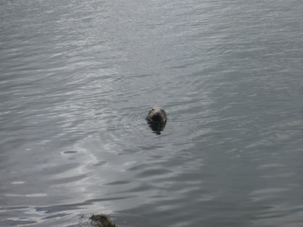 Bangor Seal