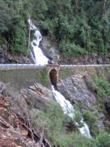 Dorrigo National Park