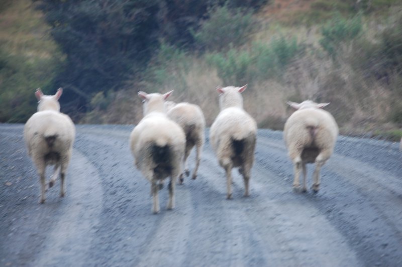 herdin sheep with a Nissan