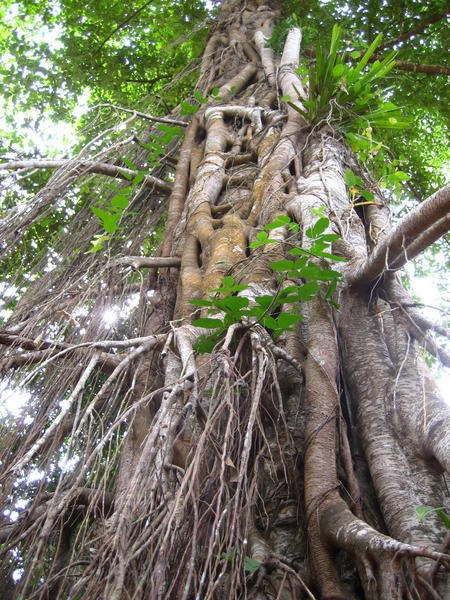 Cambodian Jungle Tree