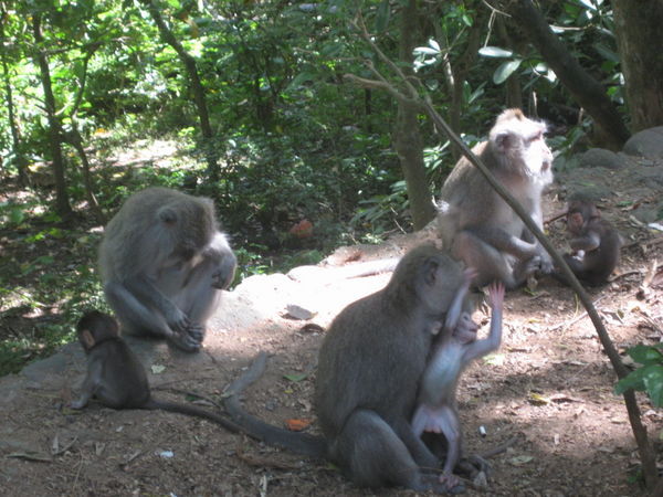 Monkey Daycare