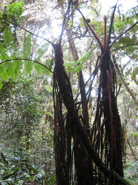 Kinabalu Rainforest