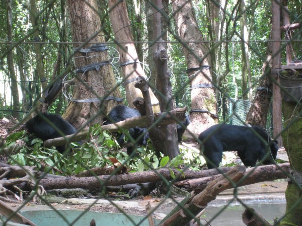 Sun Bears on the way to the falls