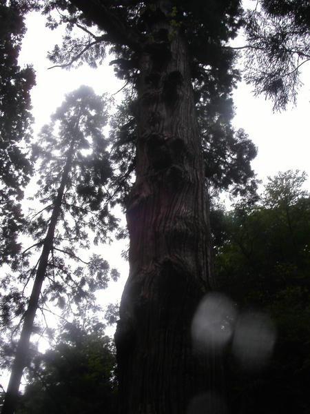 Old Sequoia Trees