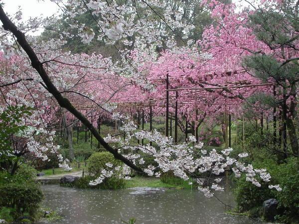 Heian Garden