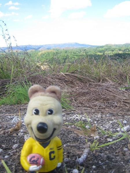 Oski Takes the Chocolate Hill