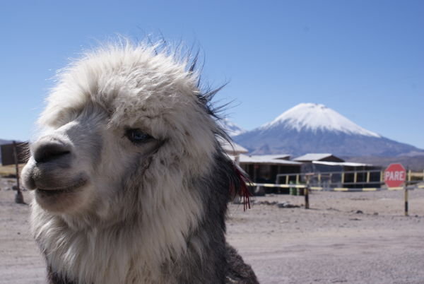 Das frechste Lama der Gegend