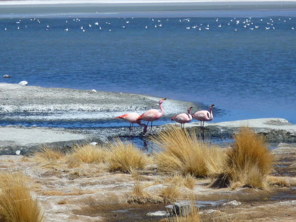 so viele Flamingos