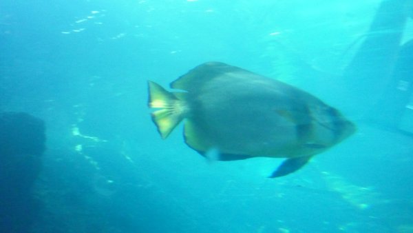 back-backed Butterfish
