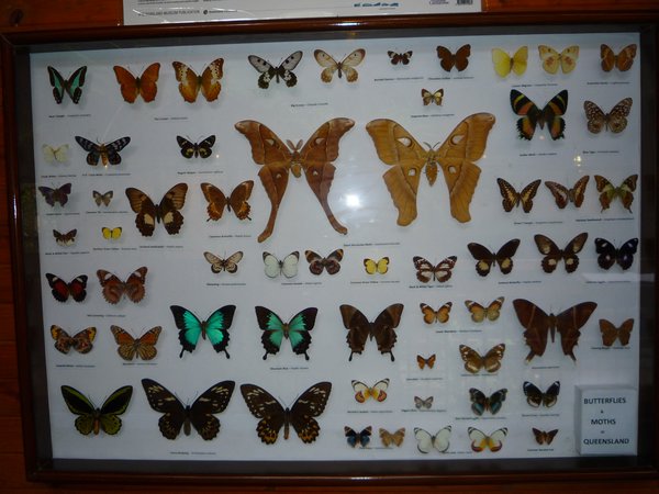Schmetterlingsarten