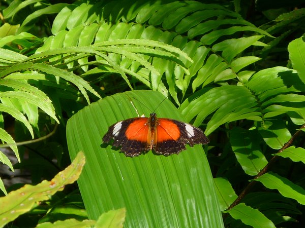 Butterfly House