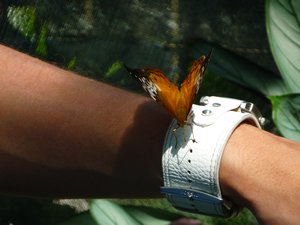 Der Schmetterlings-Flüsterer