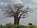 Baobab Baum und Elefant