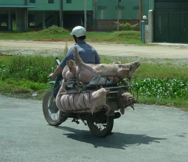 Vietnam Pig transport