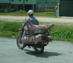 Vietnam Pig transport