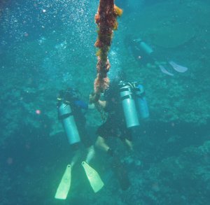 Divers at the rope
