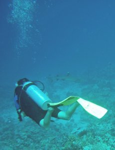 Brave diver