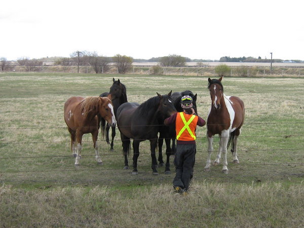 Tyler and the Horses