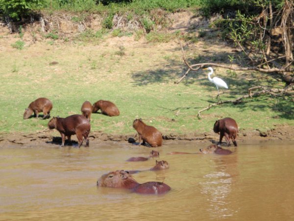 Capybara having a dip
