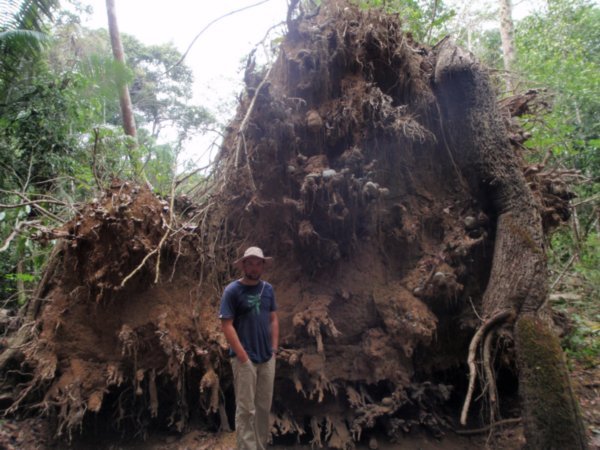 Massive Fallen Tree