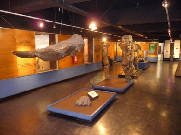 Santiago's Natural History Museum