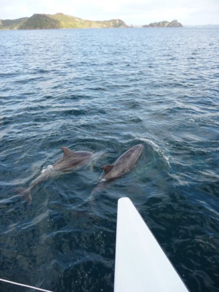 Dolphins off our bows