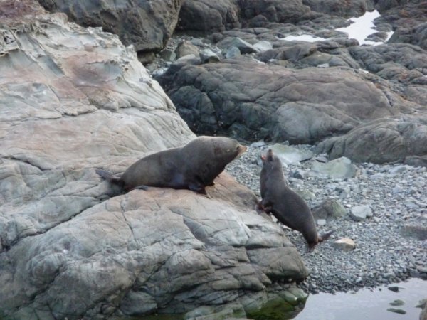 More seals on the way along the coast