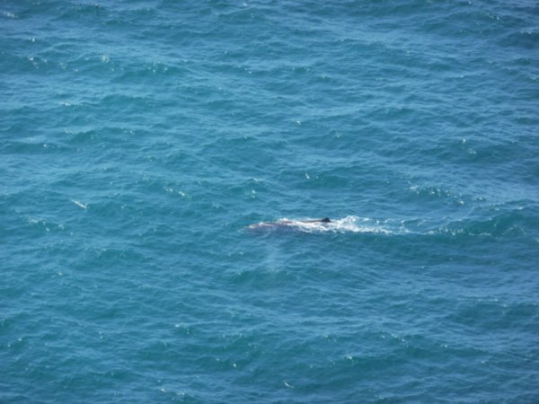 A sperm whale fin