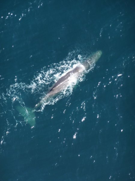A sperm whale from above